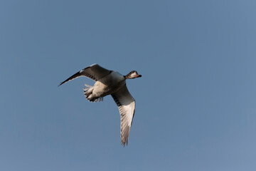 common shelduck Tadorna tadorna in a swamp in Camargue, Southern France