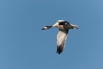 common shelduck Tadorna tadorna in a swamp in Camargue, Southern France