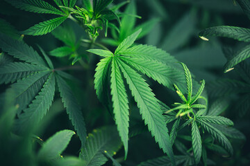 cannabis leaf background