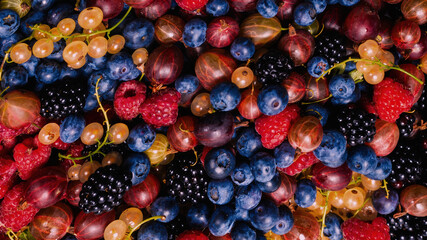 Gooseberries, blueberries, mulberry, raspberries, white and red currants.