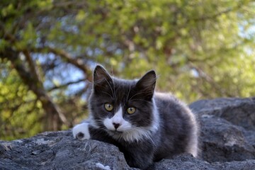 cat on a stone