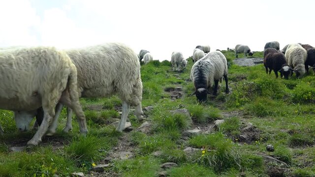 Fluffy white sheeps grazing eating green grass in green meadow in Carpathian nature
