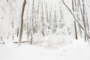Winter mountain snow forest