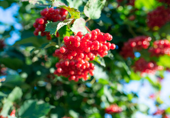Bunches of viburnum berries growing on bush in garden