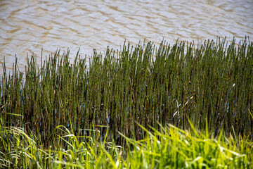 Obraz premium grass in the water