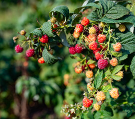 Green leaves and ripe raspberry berries ripen in orchard