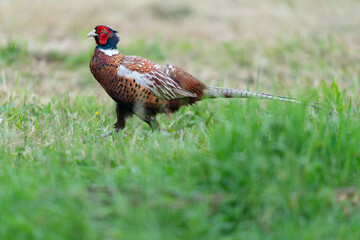 The common pheasant (Phasianus colchicus)