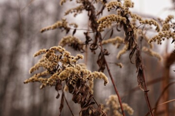 leaves in winter