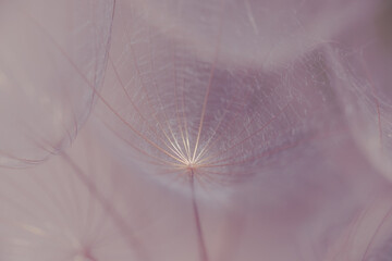 Dandelion goatbeard seeds close-up macro in sunset haze for background or design. HD wallpaper.