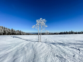 Winter-Baum am Rennsteig