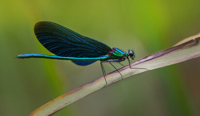 blue dragonfly on leaf