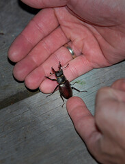 hand holding a beetle