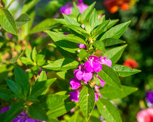 Purple balsamin flowers on stem among leaves in garden