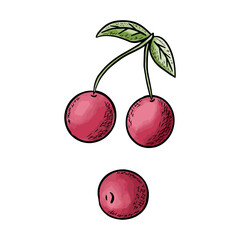 Cherry berries with leaves sketch watercolor. Color vector illustration. White isolated background.