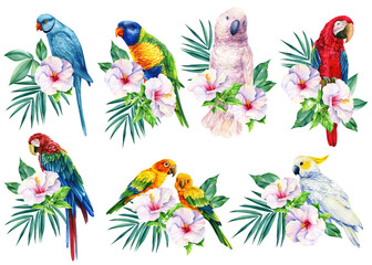 Set Parrots and tropical flower on isolated white background, watercolor illustration, jungle design