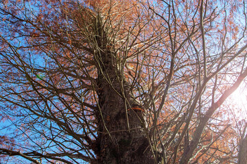 Metasequoia glyptostroboides or dawn redwood tree with autumn colored red leaves