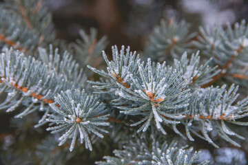 Naklejka na ściany i meble Closeup of pine tree needles covered in snow