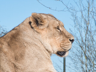 Lioness close up as it basks on a rock