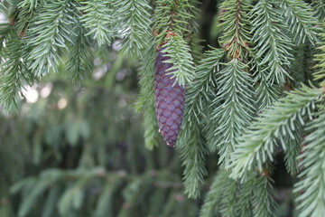 branches of a Christmas tree with green needles and a purple cone