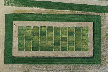 Soybean experimental field at different stages cultivated under no-tillage