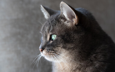 Close up View of Grey Cat Face