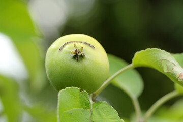 Apple damaged by larvae of european apple sawfly - Hoplocampa testudinea. It is one of the most important pests in orchards and gardens.