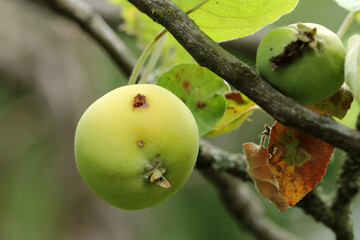 Apple fruit damaged by caterpillar of codling moth - Cydia pomonella. It is one of the most important pests in orchards and gardens.