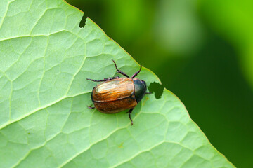 Closeup on Dune chafer beetle, Anomala dubia on a leaf on which it has eaten a piece of the leaf blade.