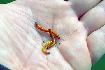 Wireworms - Larvae of Agriotes a species of beetle from the family of Elateridae. It is commonly known as the lined click beetle