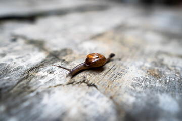 cute little snail