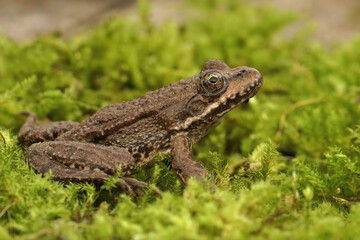 Closeup on a terrestrial European marsh frog, Pelophylax ridibundus sitting on green moss