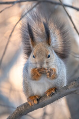 The squirrel with nut sits on tree in the winter or late autumn