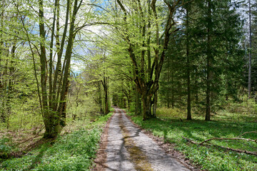 Forêt des Coulmes - Vercors