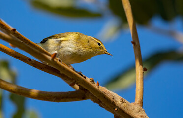 Common Chiffchaff bird perched on a branch among trees ( Phylloscopus collybita )
