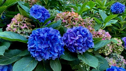 blue hydrangea flowers