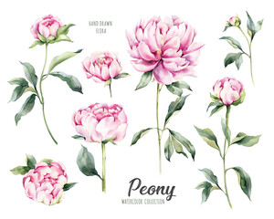 Watercolor botanical illustration of peonies, rose spring flowers. Natural objects isolated on white background for your design. Hand painted floral elements set.