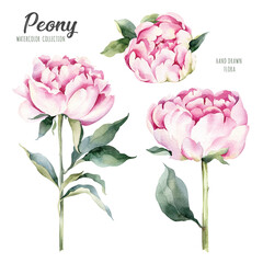 Watercolor botanical illustration of peonies, rose spring flowers. Natural objects isolated on white background for your design. Hand painted floral elements set.