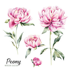 Watercolor botanical illustration of peonies. Natural objects isolated on white background for your design. Hand painted floral elements.