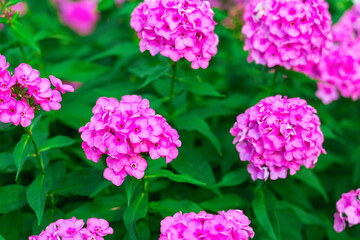 Pink flower phlox on a flower bed, selective focus, blurred