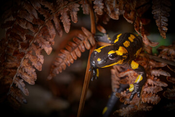 fire salamander