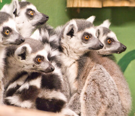 Ring Tail Lemurs