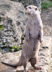 Asian Short Clawed Otter on a rock