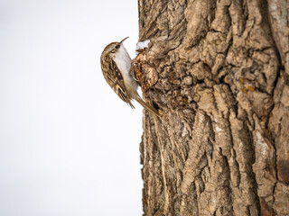 Little bird Eurasian treecreeper crawling on a tree in winter. Nature background. Bird: Short toed Treecreeper. Certhia brachydactyla.