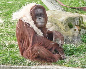 Orangutan plays with hay