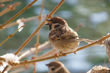 sparrow with a grain of food in its beak