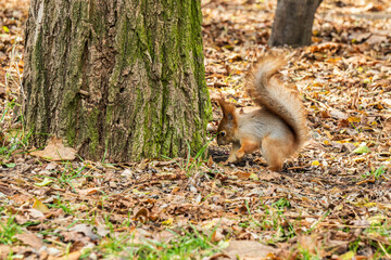 red squirrel hides food in leaves in a autumn park