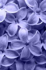 Macro shot of Lilac flowers, toned in trendy Color Of The Year 2022 - Very Peri. Beautiful natural pattern