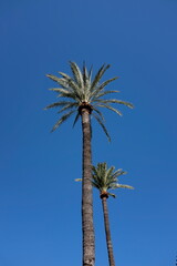 Palmier dans le ciel bleu.