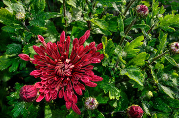 Red flower of Chrysanthemum Korean needle with spoon-shaped petals (Chrysanthemum koreanum). Cultivar with silver red flowers. One flower among foliage close up. Autumnal floral background