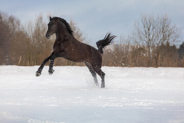 A gnedy stallion running through a snowy winter field. Splashes of snow from under the horse
